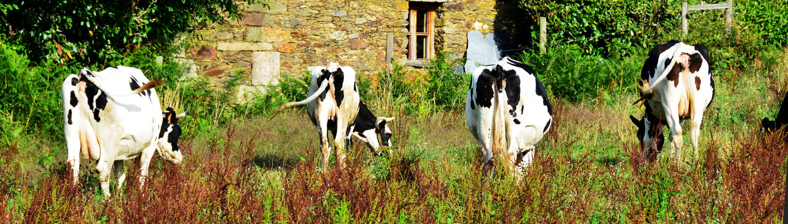 vacas en casa louran galegas